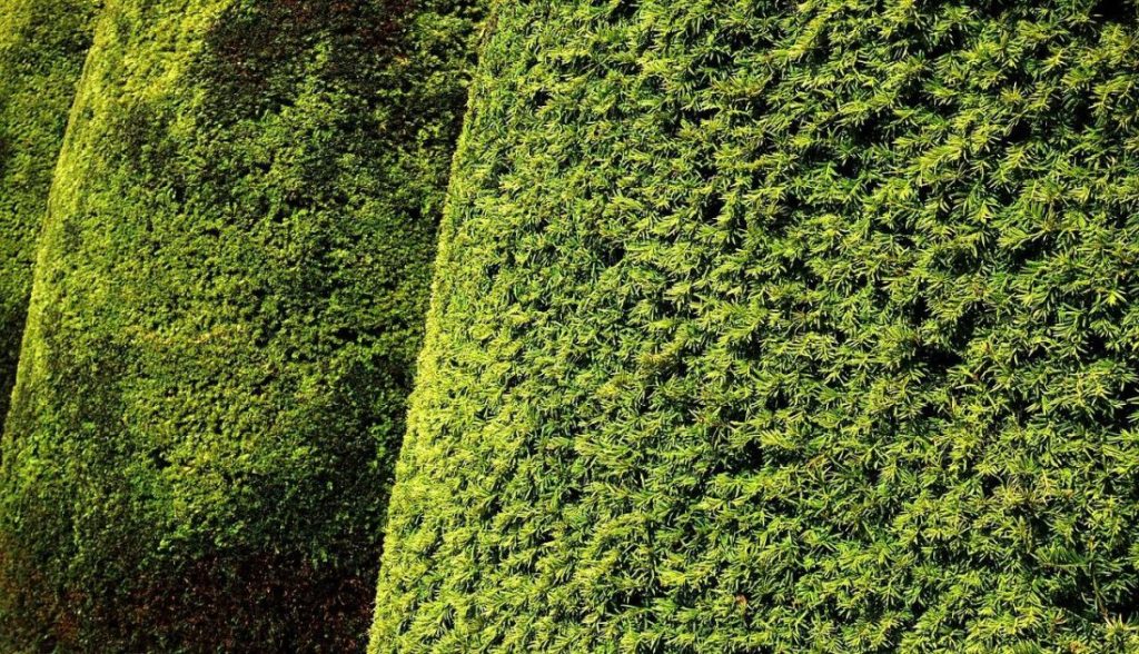 Taxus haagplant met donkergroen blad en rode bessen in de herfst, symbool van veelzijdigheid en schoonheid