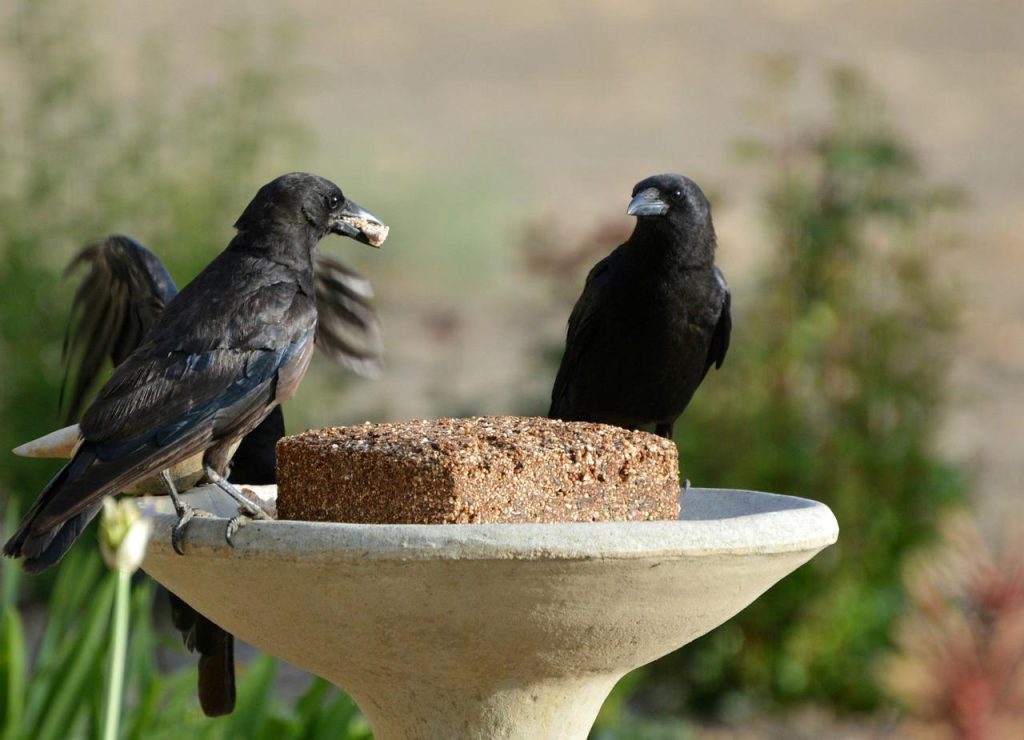 Tuinvogels genieten van vogelpindakaas in speciale vogelvoeder houders in de tuin