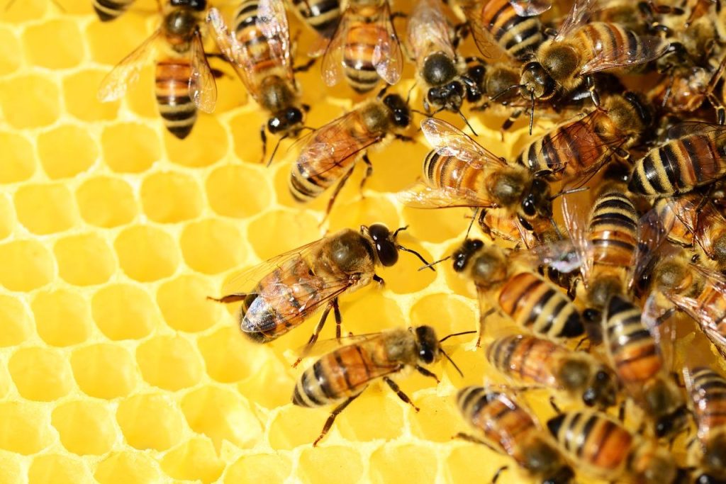 Bijenpollen in korrels, een natuurlijk supplement vol vitamines en mineralen voor gezondheid