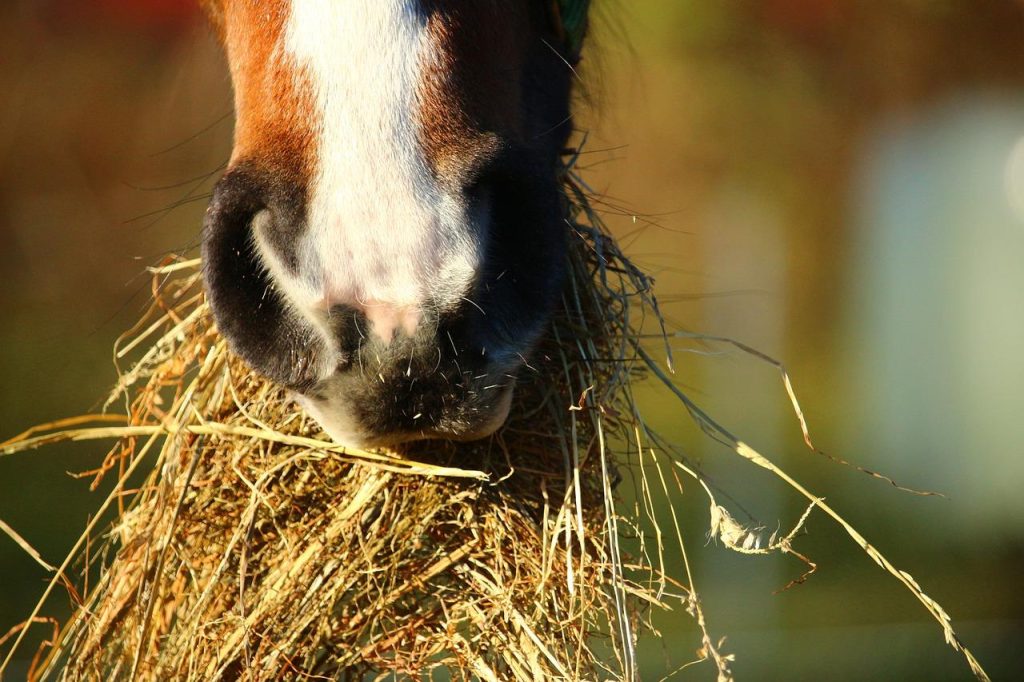 Volgende stap in paardenverzorging: ruwvoeranalyse voor optimale gezondheid en voeding van paarden