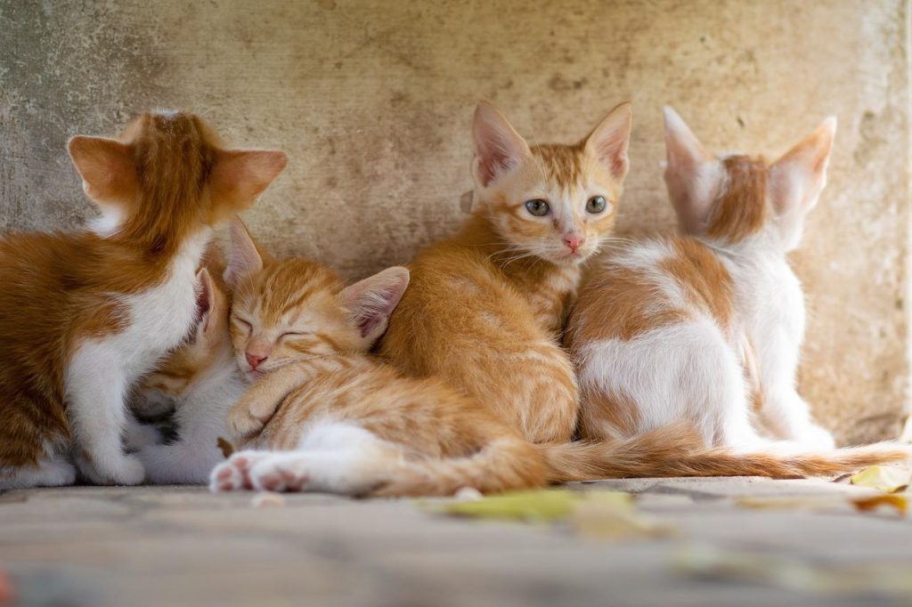 Dierenspeciaalzaak in Hoogvliet met breed assortiment voeding en verzorgingsproducten voor huisdieren